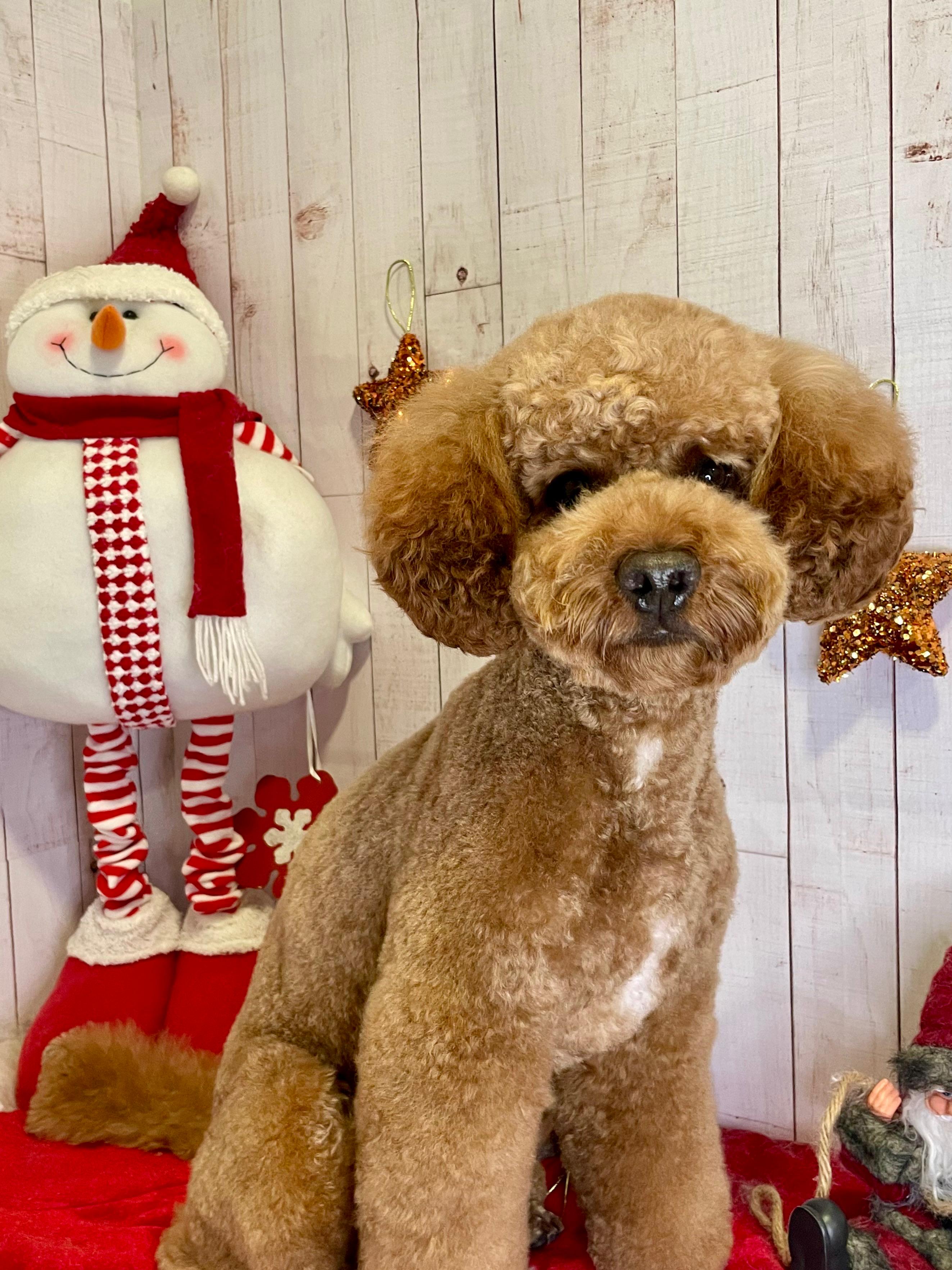 Trabajo de peluquería canina