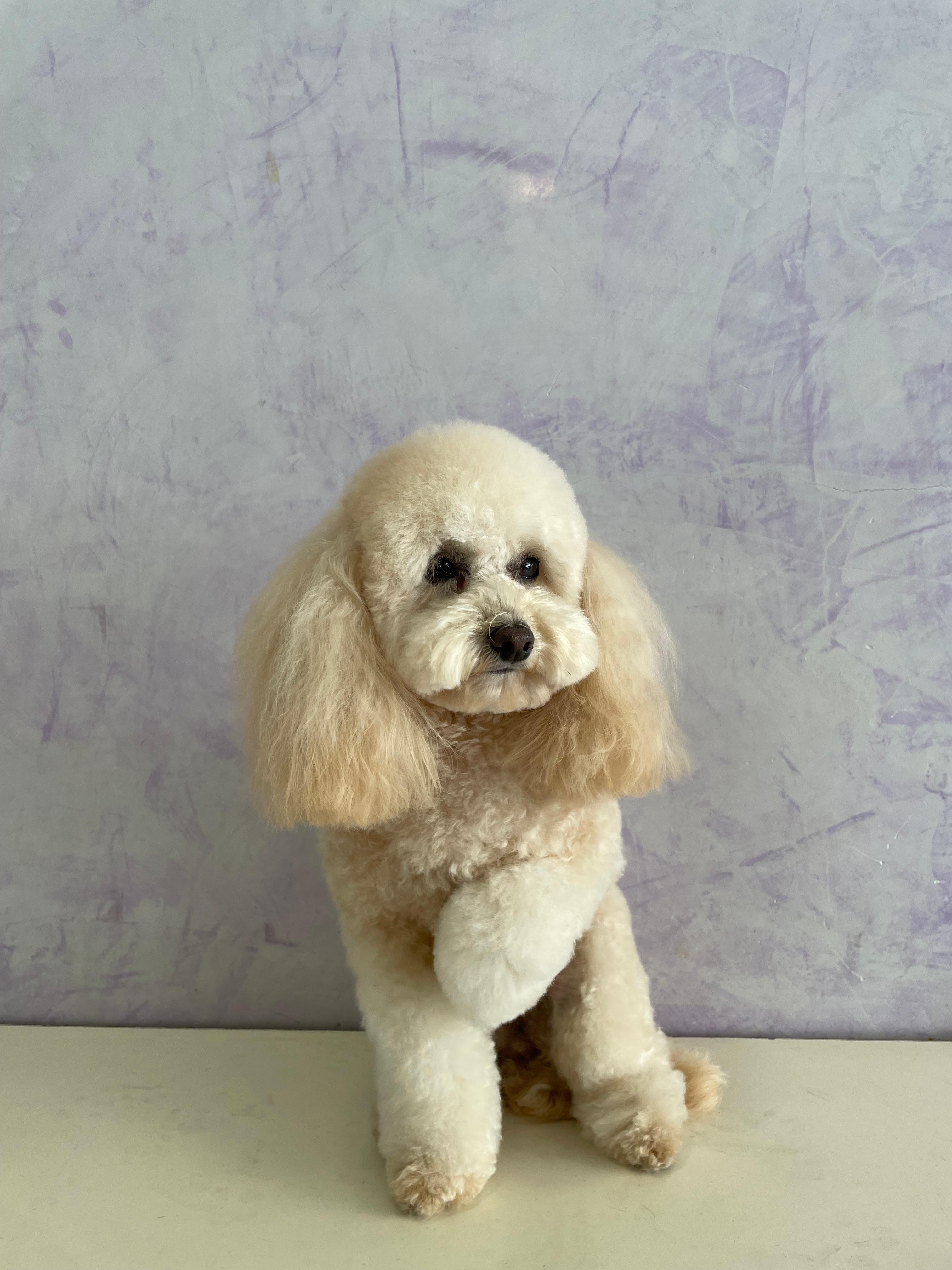 Trabajo de peluquería canina