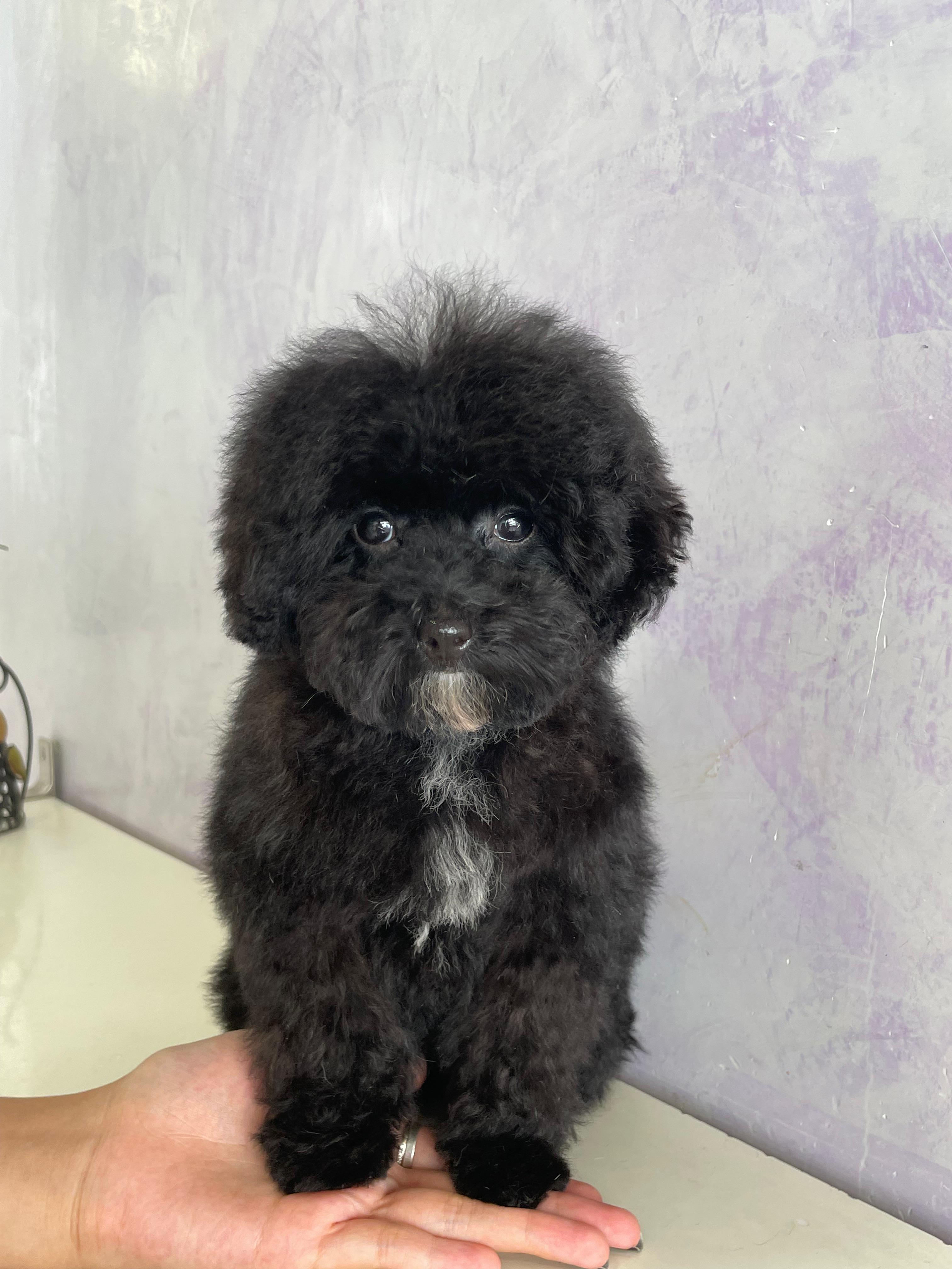 Trabajo de peluquería canina