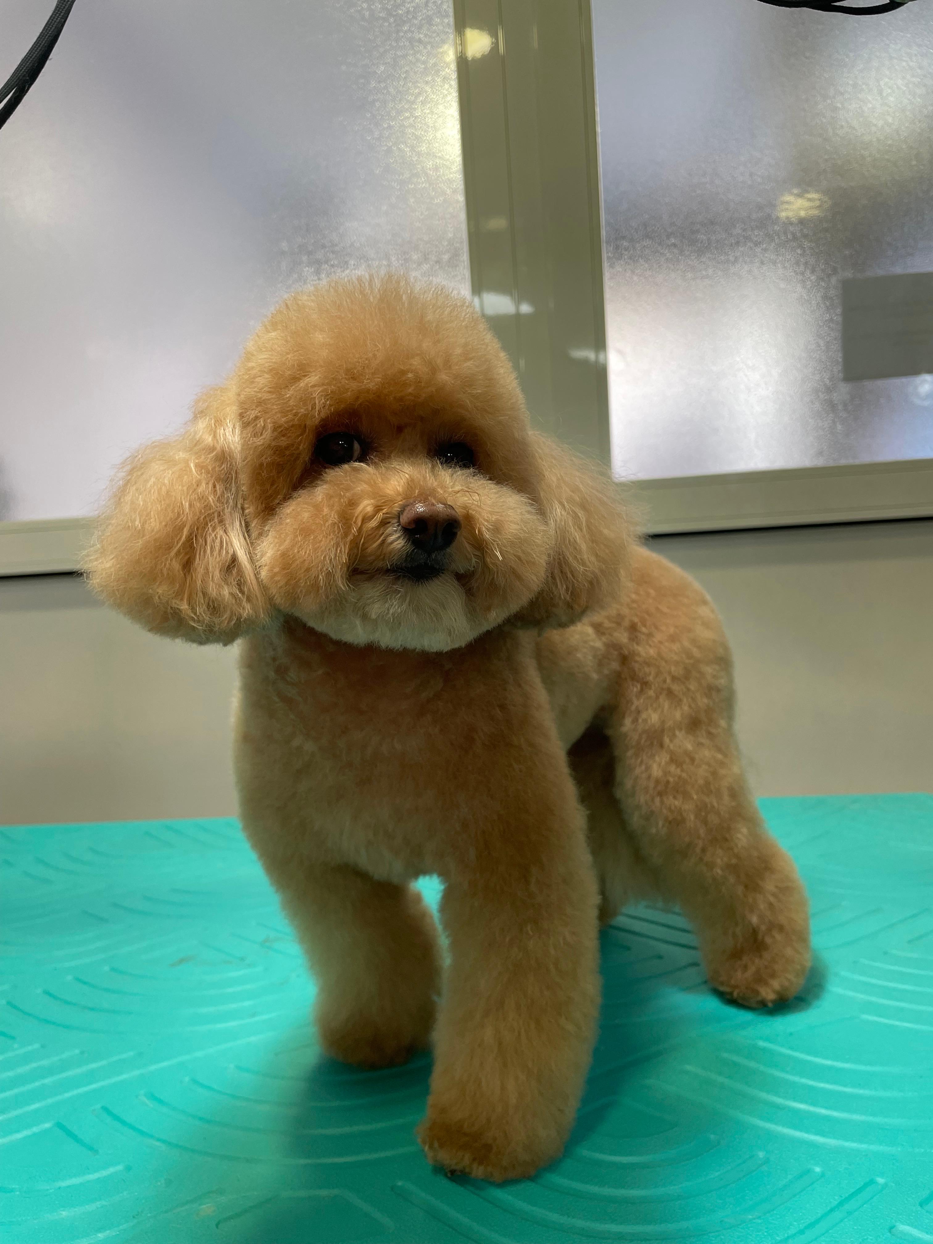 Trabajo de peluquería canina