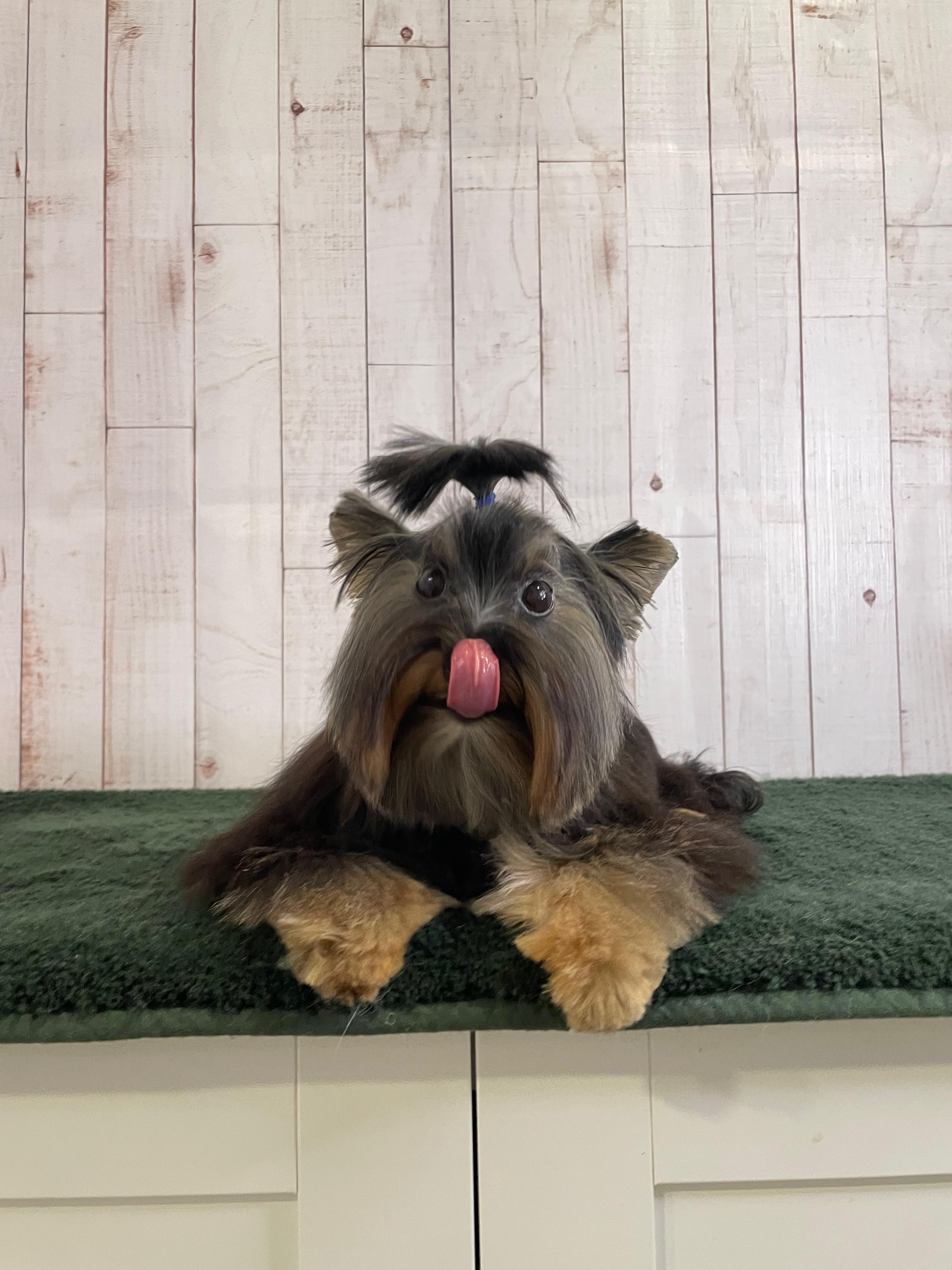 Trabajo de peluquería canina